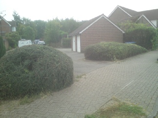 Townscape Tree surgery works